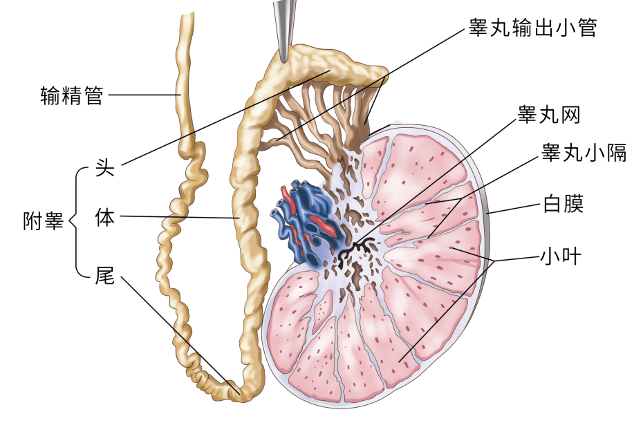 有些男人感觉"很行",但其实"不太行"_检查_输精管_附睾