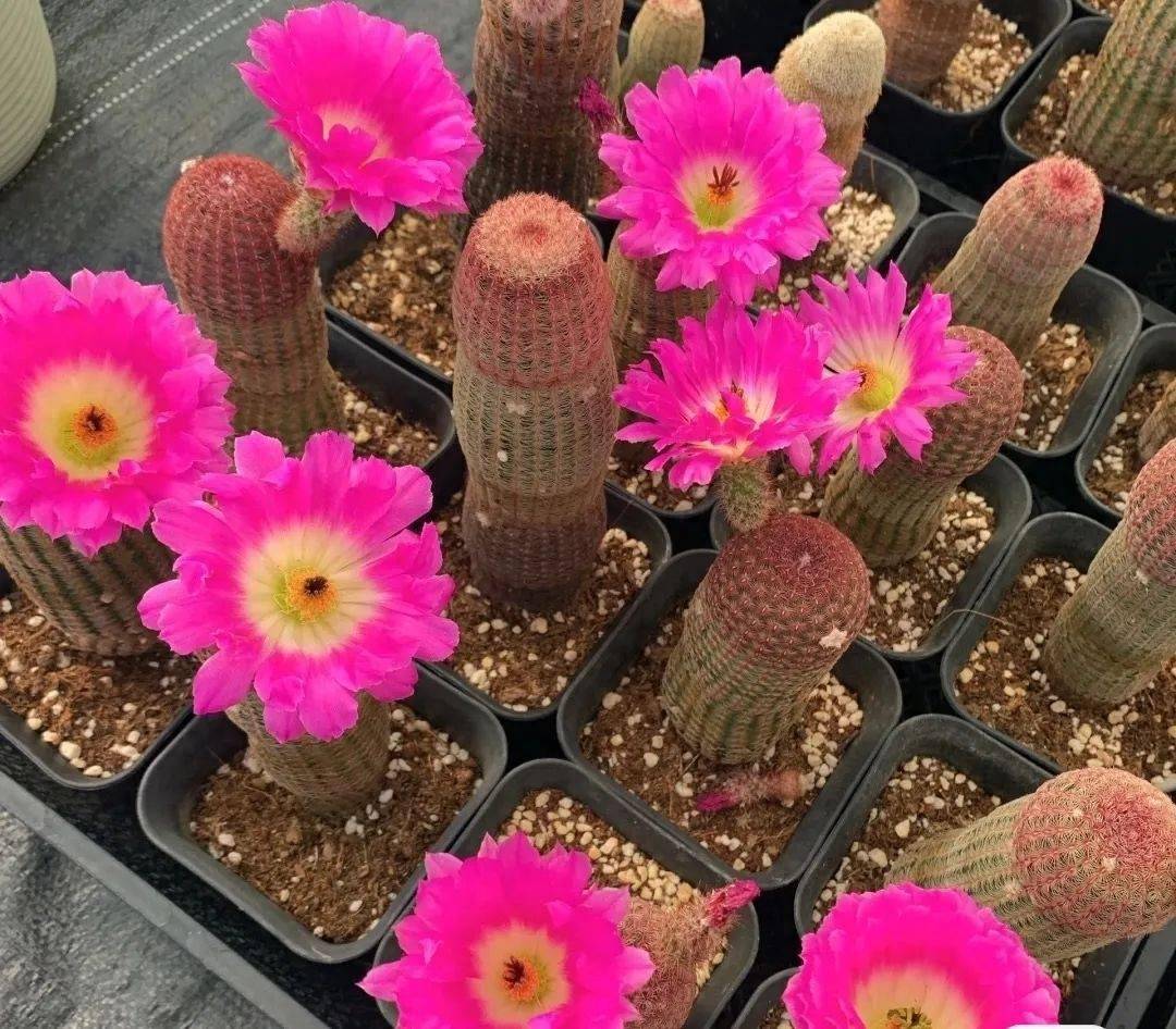 仙人球"红太阳",既能观球,又可赏花,颜值真的太高了!_球体_养护_开花