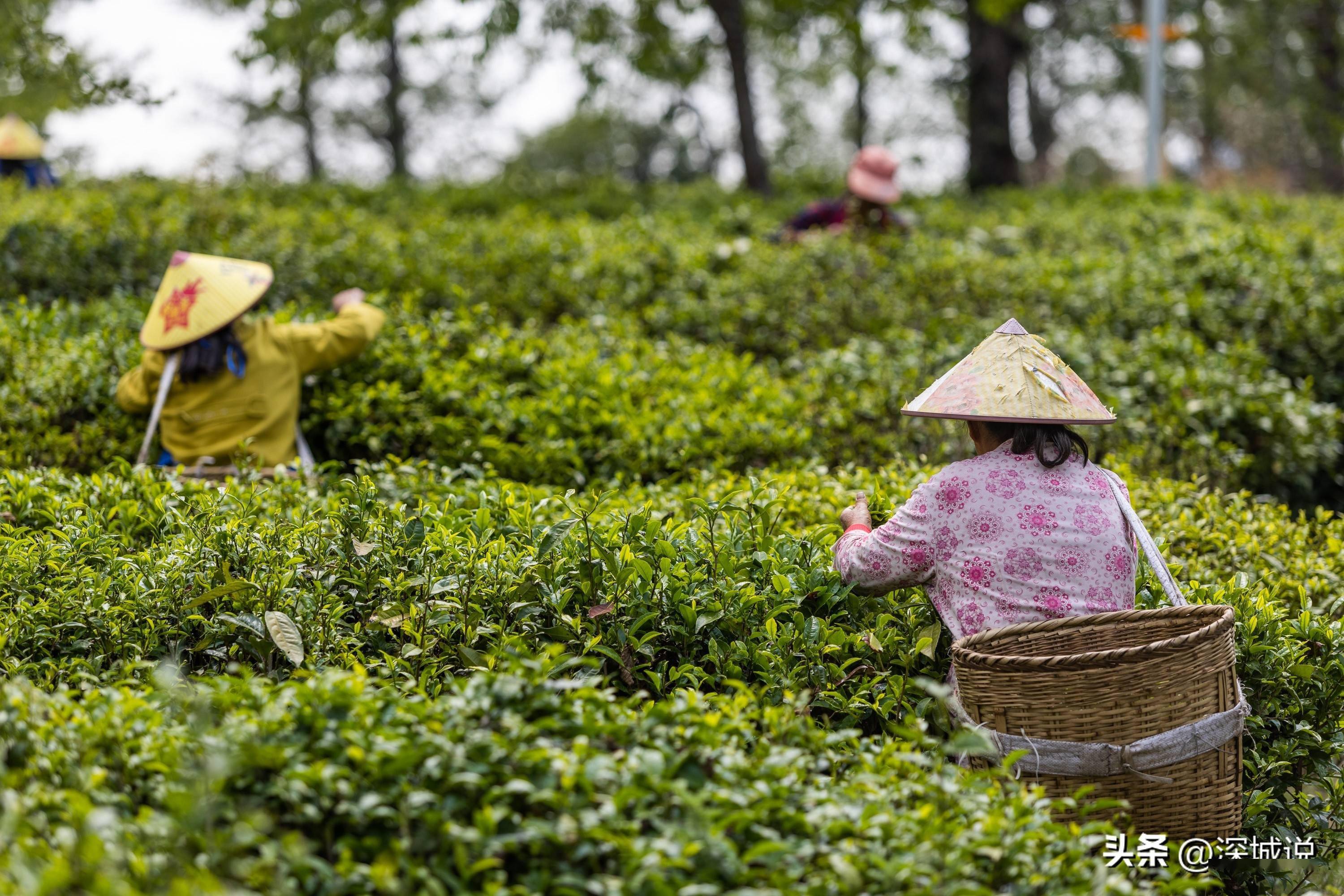 云南小众景区,腾冲大地茶海:唯美景与美食不可辜负!