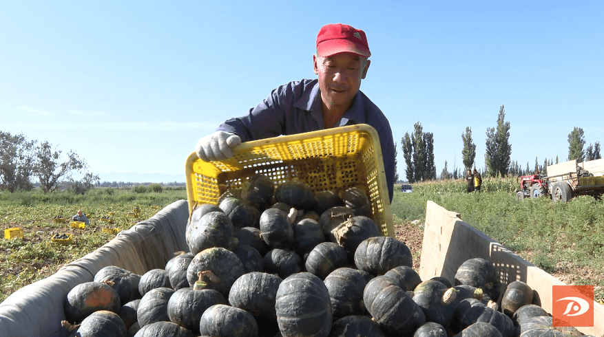 贝贝南瓜丰收啦!_种植_产量_渠口镇