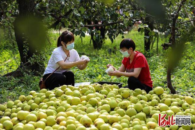 开云APP 开云官网入口河北：丰收季农家乐