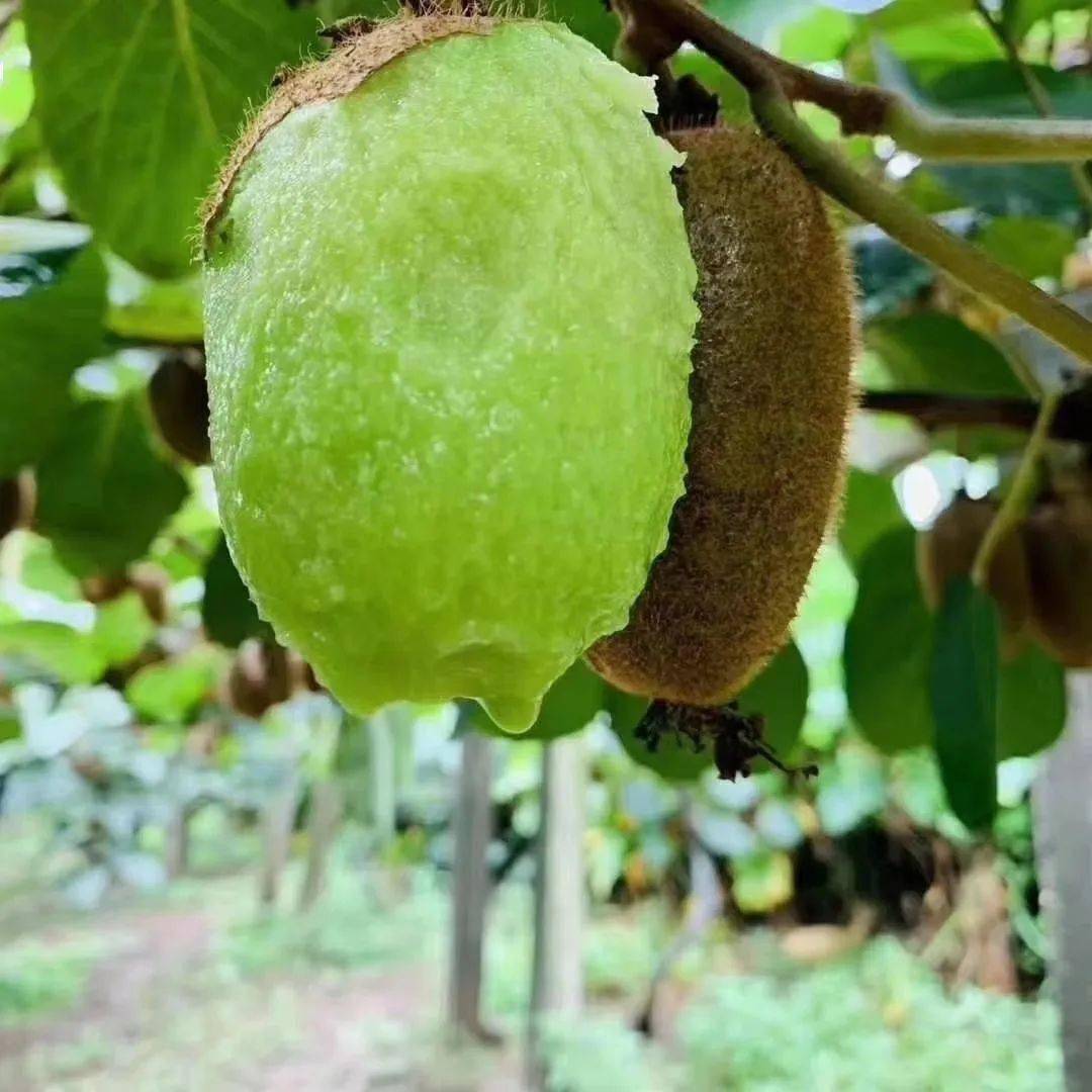 67陕西周至【翠香猕猴桃】甜味大于酸味,放软蜜甜!_果肉_果皮_包装