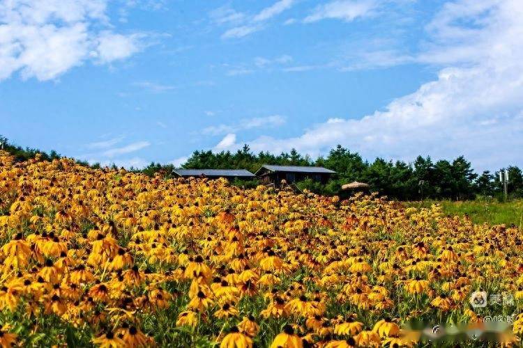 草坝纳凉小记_景区_镇巴县_云海