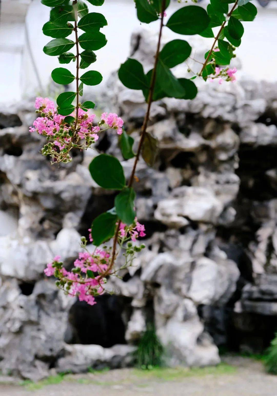 白居易孤身面对这满院紫薇,动笔写下了"独坐黄昏谁是伴,紫薇花对紫微