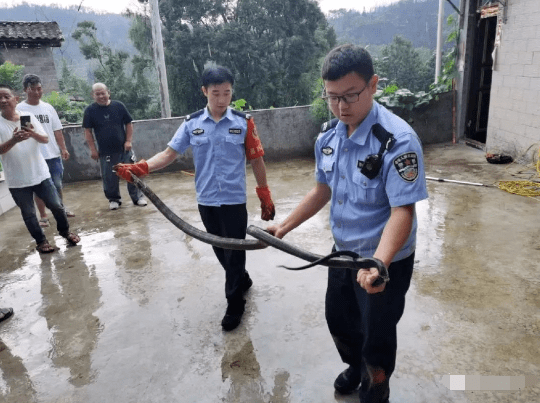 “体型有点大！”云南一村民厨房进了一条毒蛇！一家人都被被吓得不敢进厨房......_眼镜蛇_唐某_板桥镇