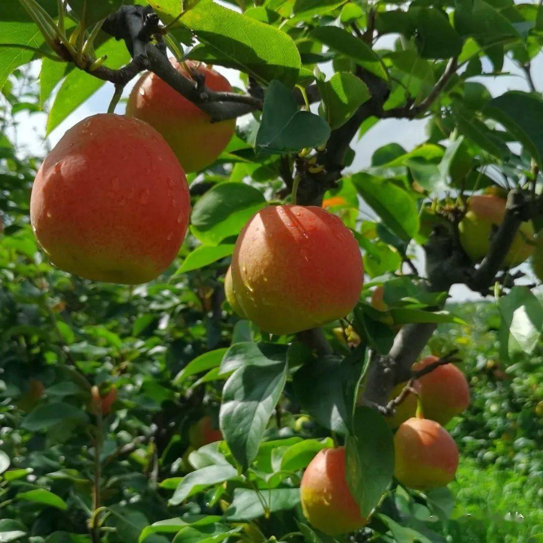今年我们的红梨丰收了,我采用种养结合的方式,使用