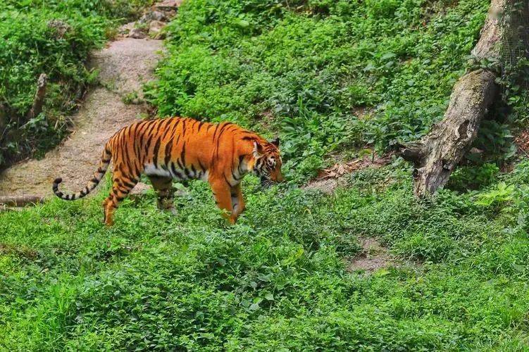 (网络配图)2021年1月广州动物园曾发布了关于华南虎的科普短视频视频