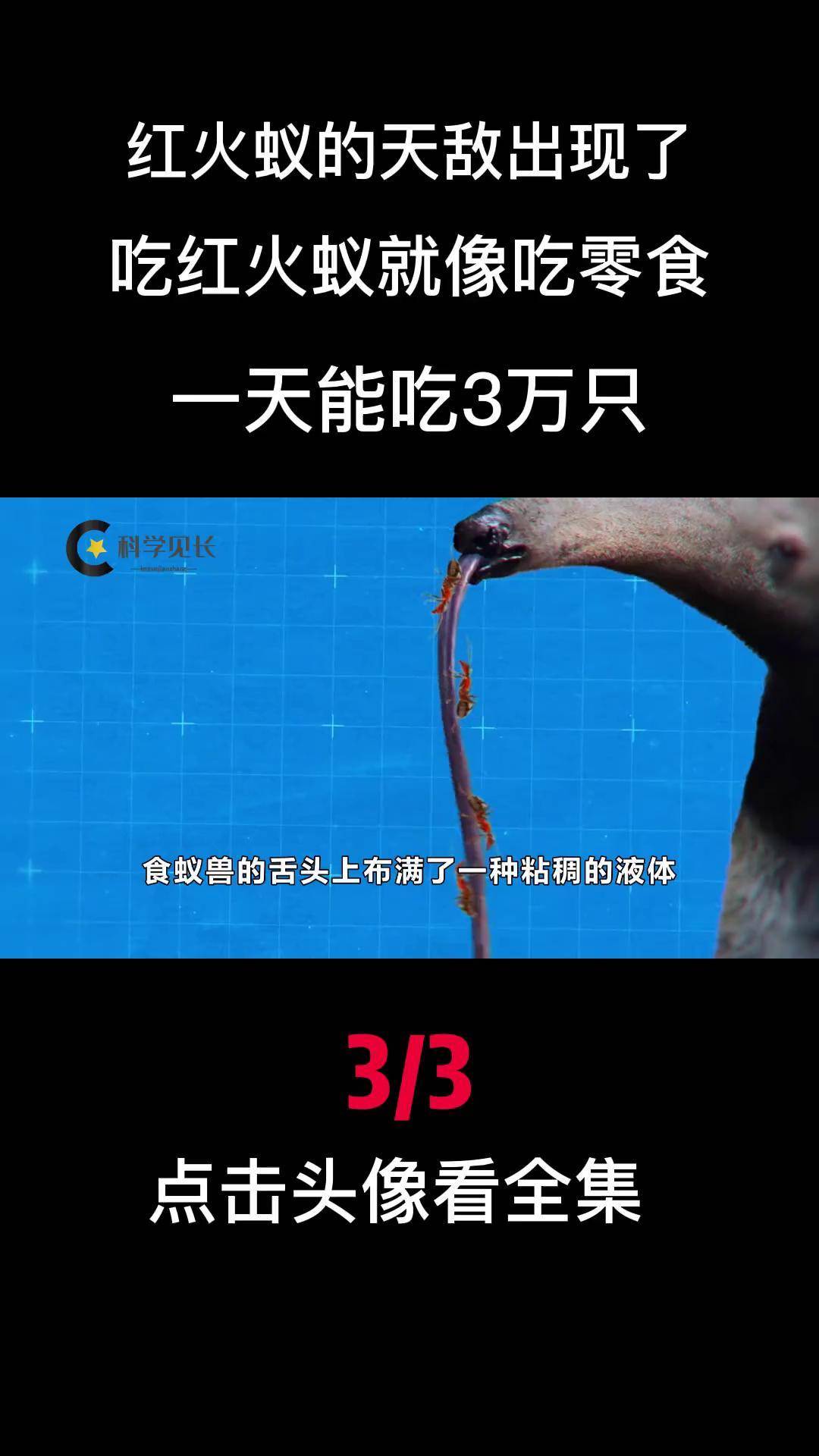 吃红火蚁就像吃零食,一天能吃3万只 科普 红火蚁 食蚁兽