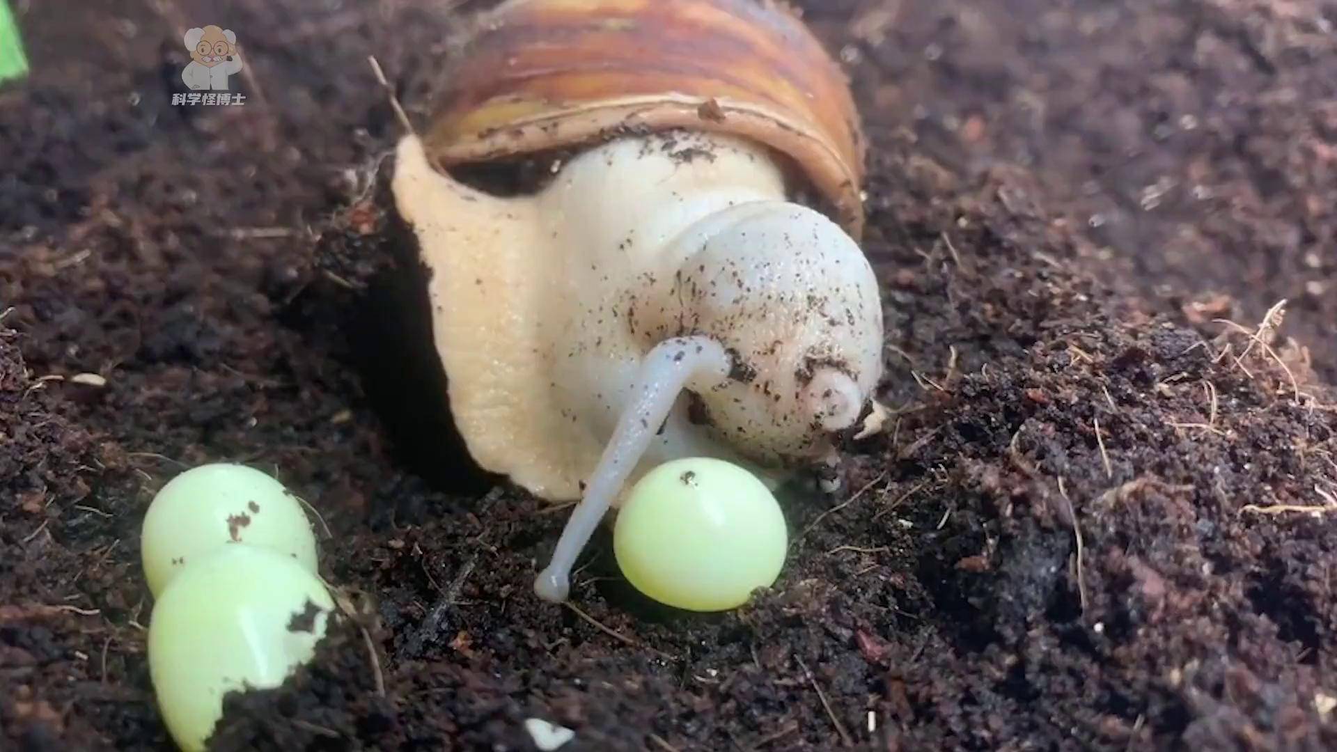 感觉像从嘴里吐出来一样 蜗牛下蛋 白玉蜗牛 非洲大蜗牛 物种