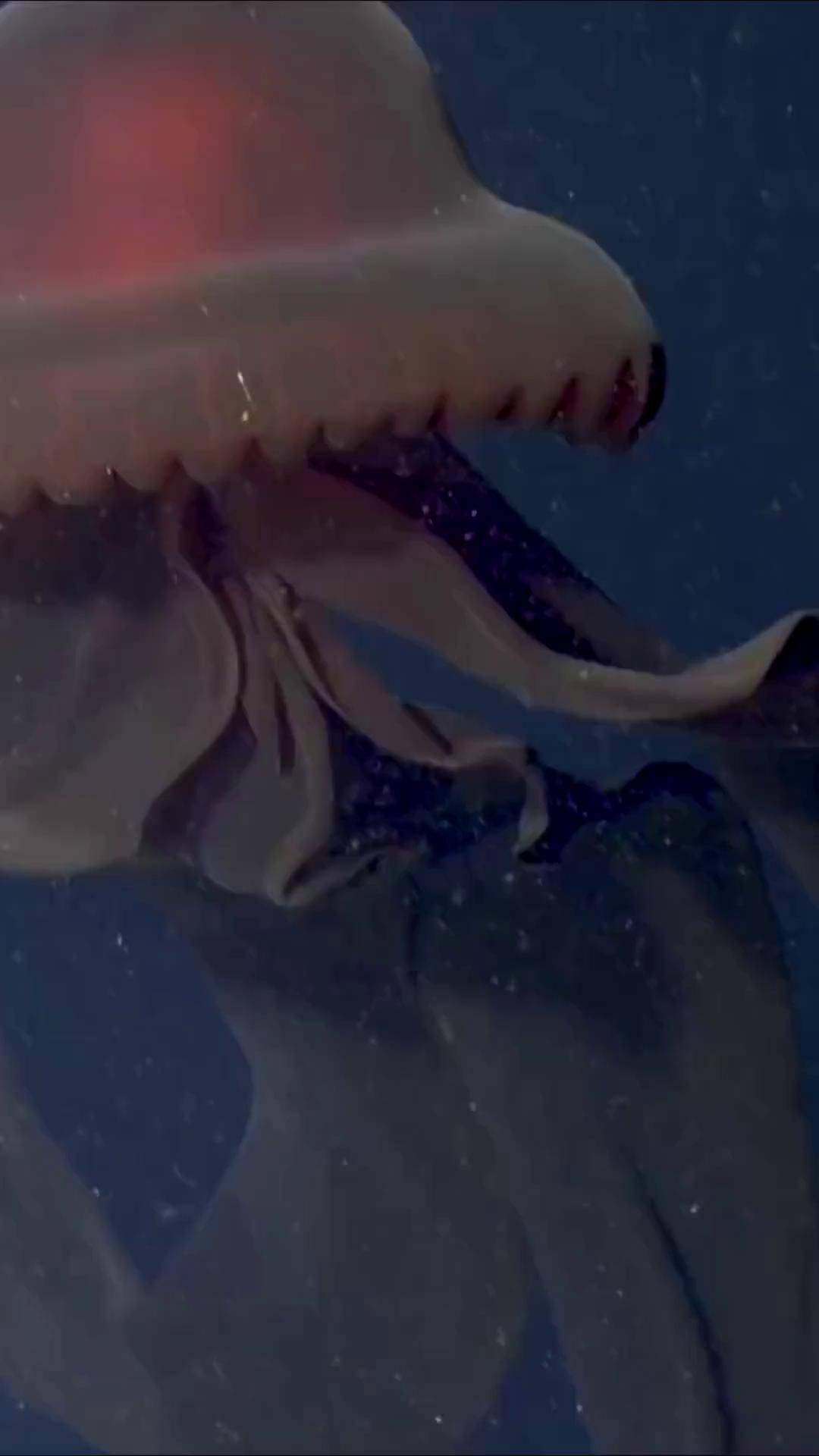 南极洲深海惊现巨型水母,触手长达10米!