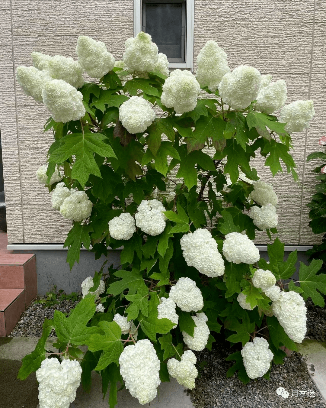 最美绣球排行-栎叶绣球"和声",花球硕大,颜值超高,夏观花秋赏叶_月季