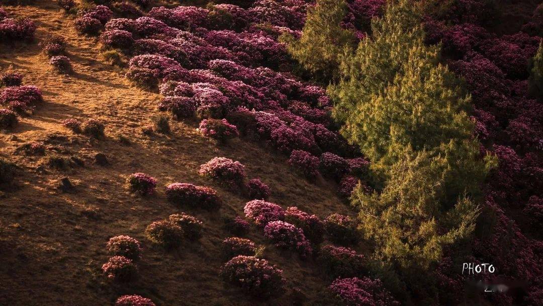 杜鹃花开之际,就是马鹿塘化身花海的时候,一来到这里就像是误入仙境.