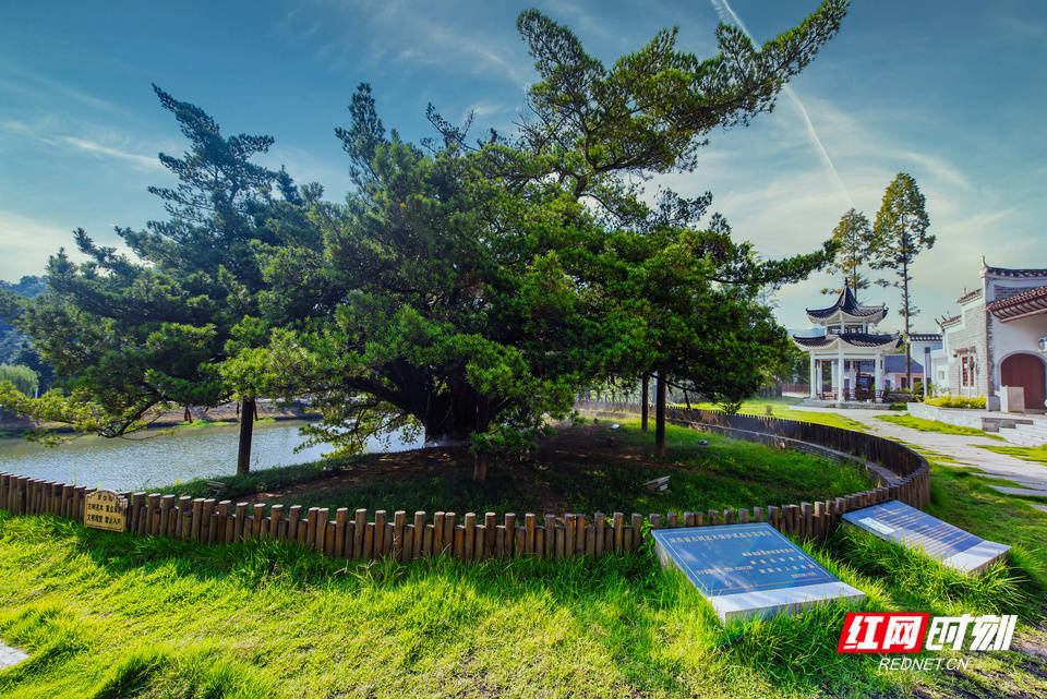 这个七夕,湖湘大地千年古树静静聆听爱的告白_名木_保护_活动