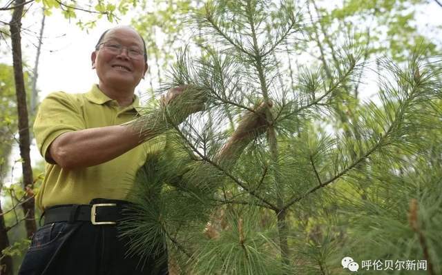 "北疆楷模"李振海①|半生深山里 树木亦树人_绿色_呼伦贝尔_老伴儿