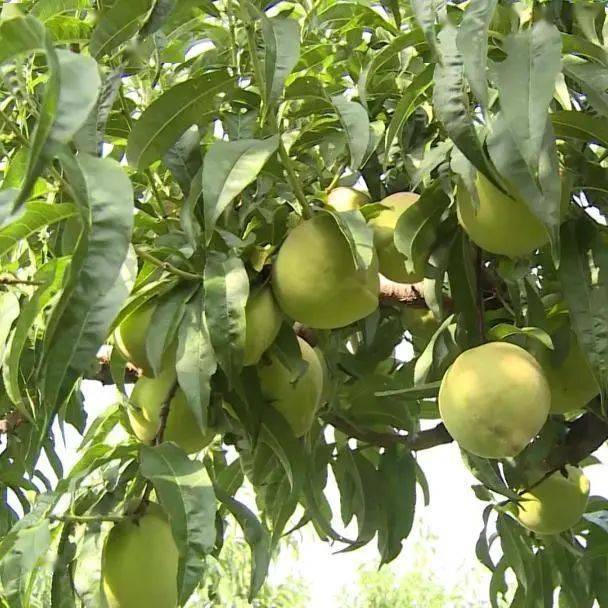 "桃姐"魏启芳经营有方 种植鹰嘴桃巧增收_苹果园_桃子_品种