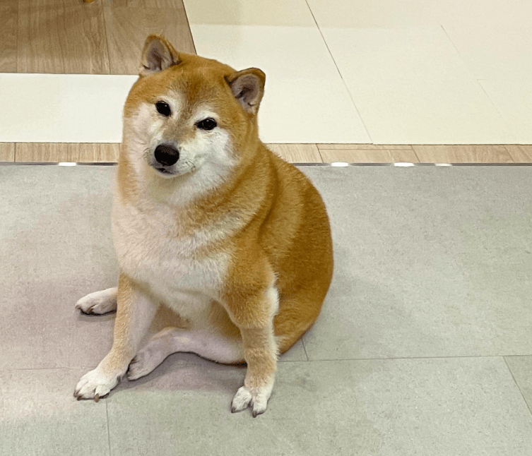 我的表情包小狗走了…_cheems_balltze_柴犬