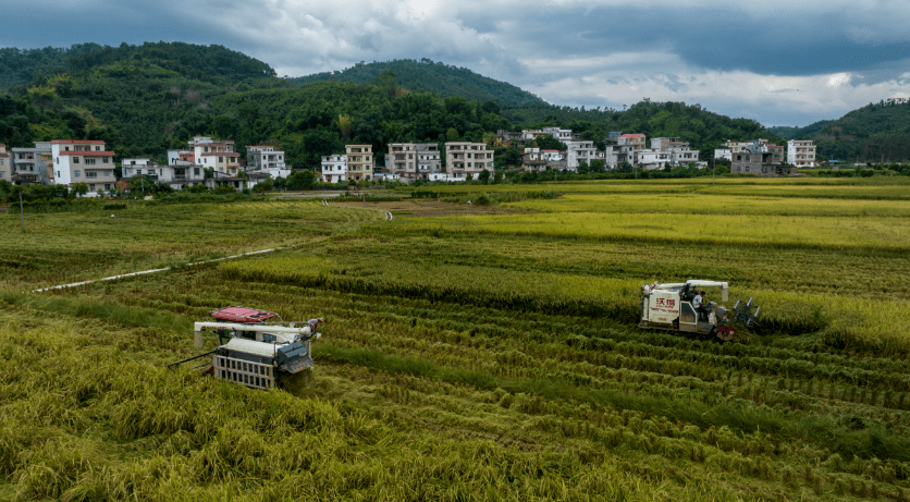 聚焦"百县千镇万村高质量发展工程"丨郁南县平台镇:高品质航空玉米稻