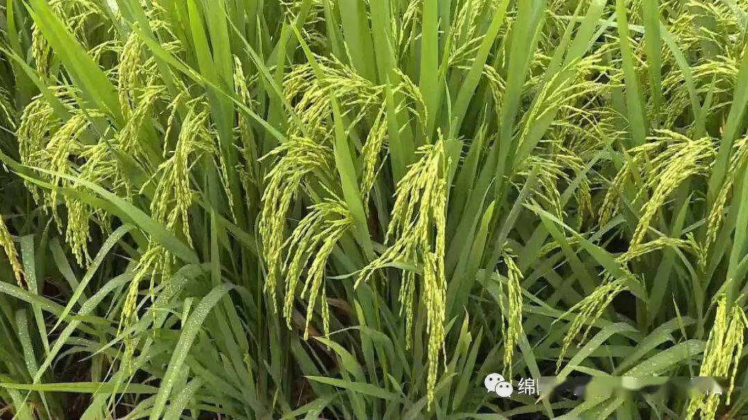 "绵阳造"国香优2115,优秀!_水稻_生产_种业