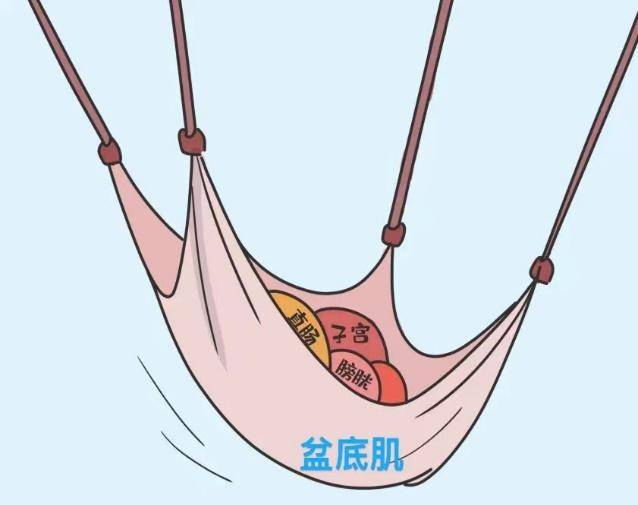 盆底肌的那些事儿,听听滕州市中心人民医院专家为您解读_障碍_损伤