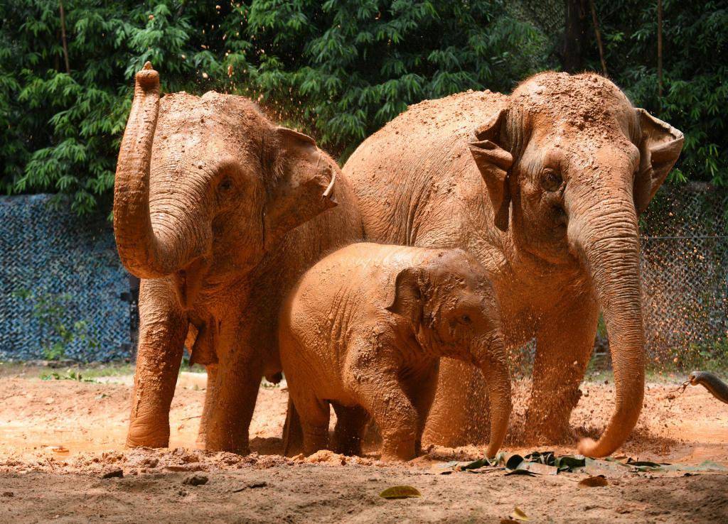 "万物共生"的中国答卷—300多种濒危野生动植物种恢复性增长_保护