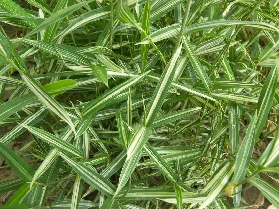 如蜂斗菜,八角金盘,菲白竹,赤胫散,蕨类植物,玉带草,金边阔叶山麦冬