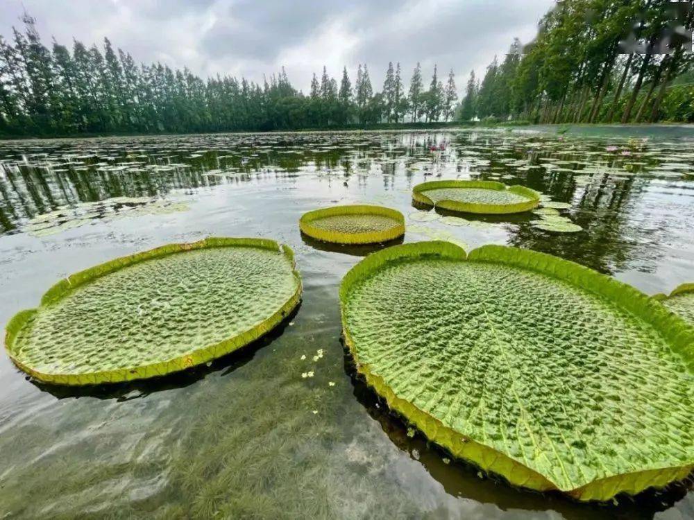 这种尺寸巨大的水生植物也太壮观啦!