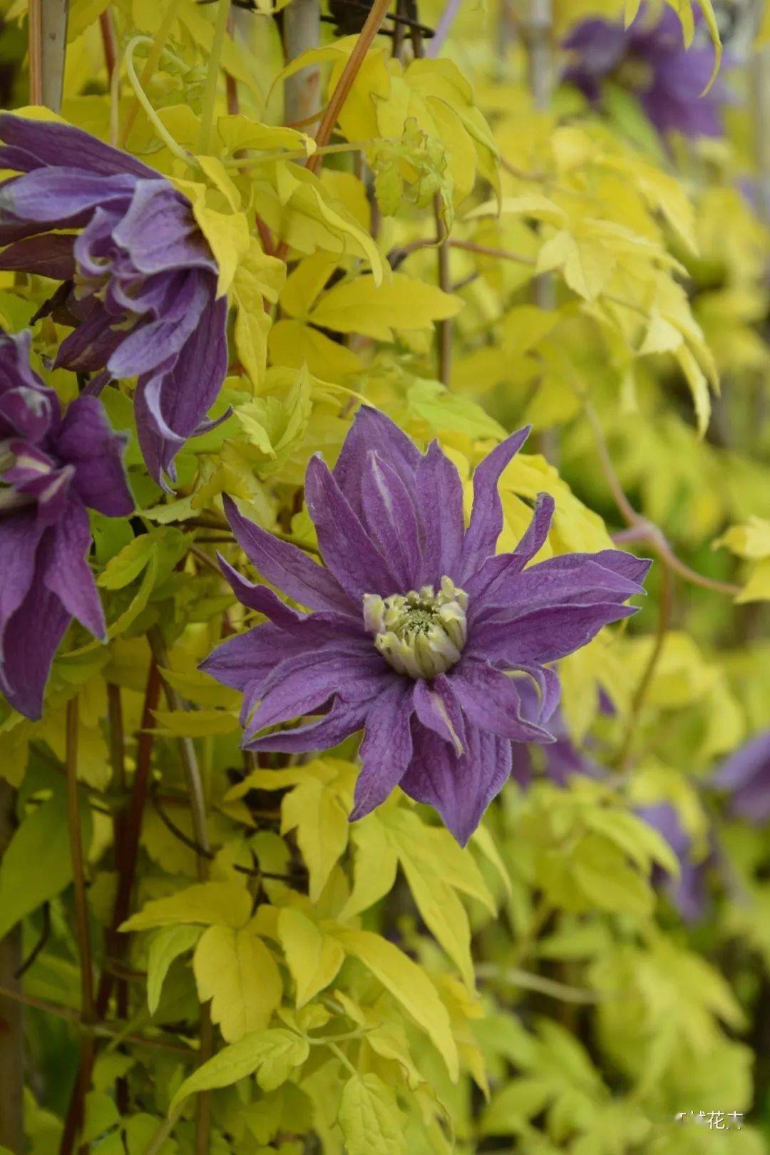 铁线莲国际新品种图鉴!花开如瀑,一眼沦陷～_花瓣_修剪_cm