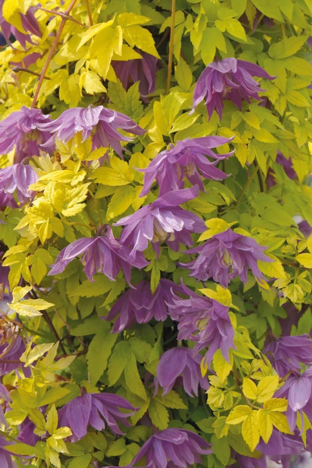 铁线莲国际新品种图鉴!花开如瀑,一眼沦陷～_花瓣_修剪_cm