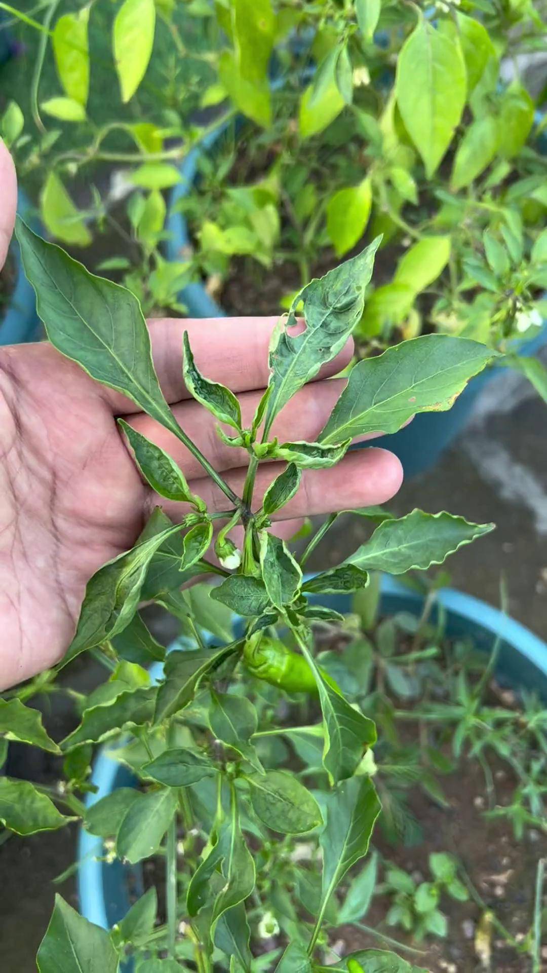 辣椒 叶片扭曲变形,这不是晒伤的,是感染了茶黄螨,赶紧用这种强触杀型