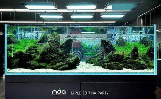 天野尚草缸,自然水景缔造者!_title_造景_水草