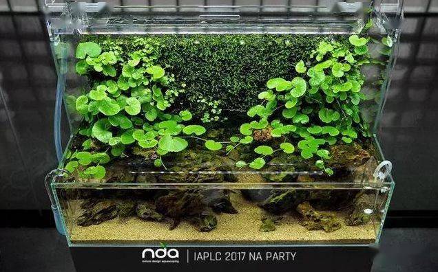 ada到底有什么不一样?天野尚草缸,自然水景缔造者!_title_造景_水草