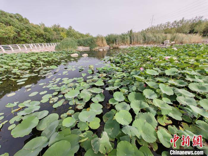 杜鹃河生态湿地公园位于库尔勒市南部,全长10.