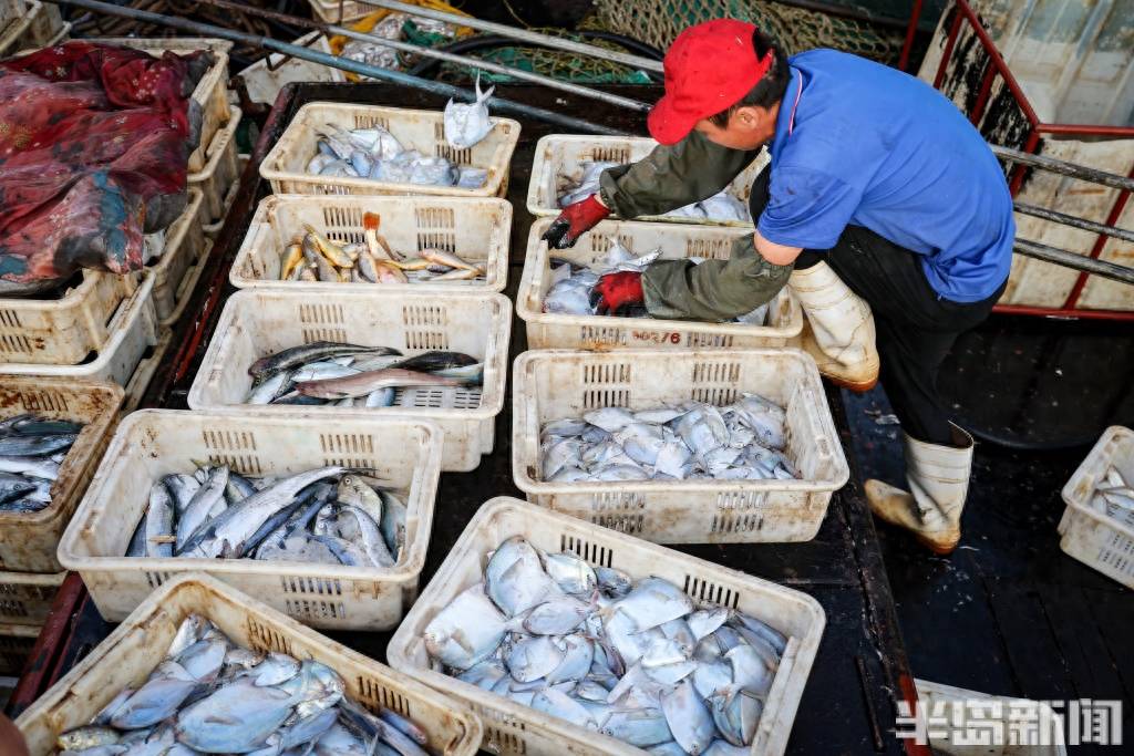 刀鱼,鲳鱼,鲅鱼……一网5000斤!