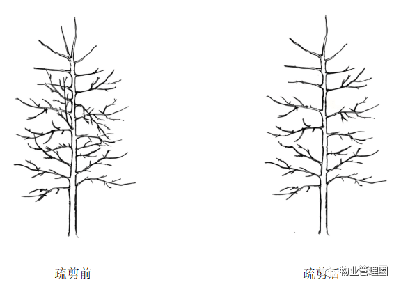 香樟修剪技术图解图片