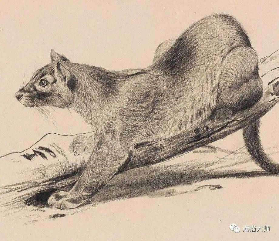 优秀的动物素描,德国画家威廉·库纳特的作品_艺术_插图_前往