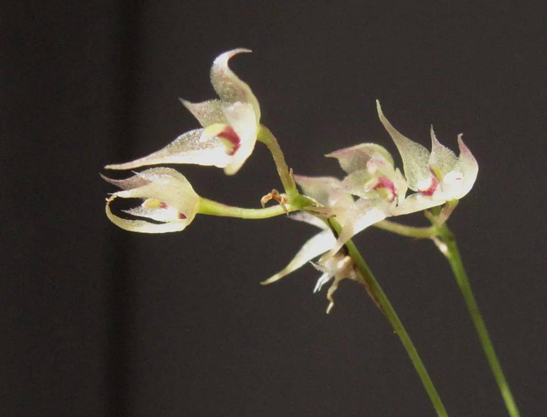 海曙龙观乡首次发现罕见的齿瓣石豆兰_植物_花朵_花序