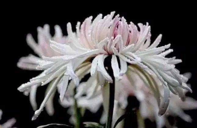 转载自美人美景微信号(id:haotu66)清晰的见解就