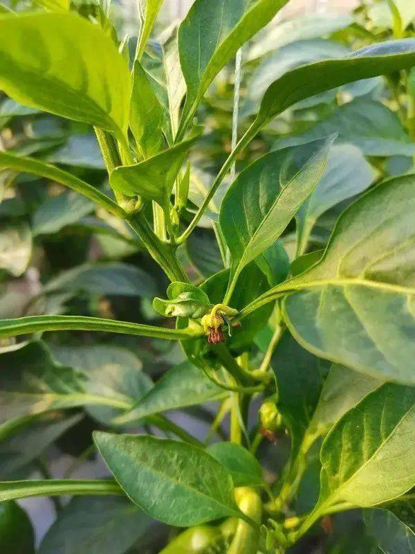 牢记11个小细节,辣椒一轮一轮摘不完_果实_温度_植株