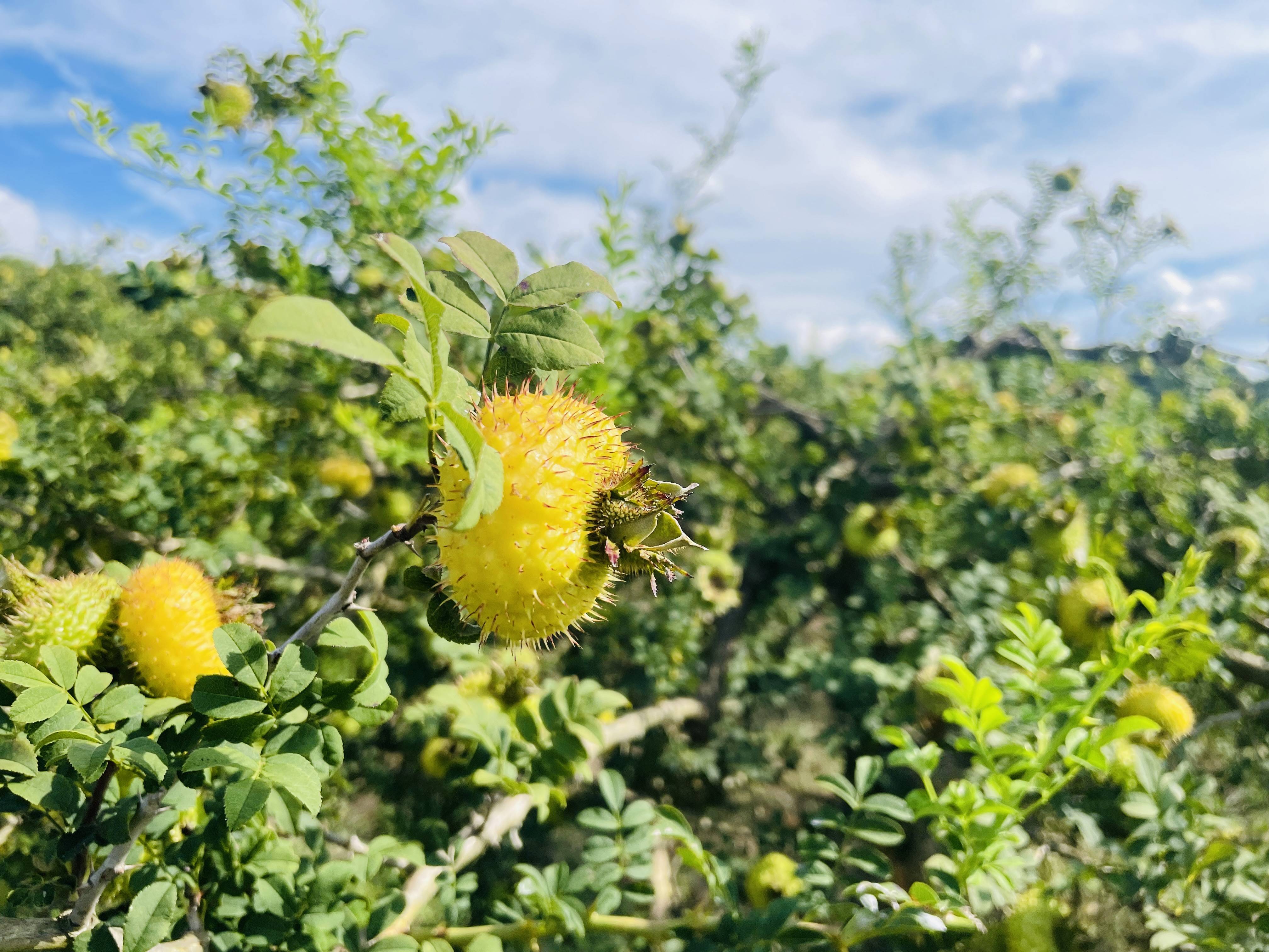 贵州龙里:刺梨兄弟的乡村振兴梦