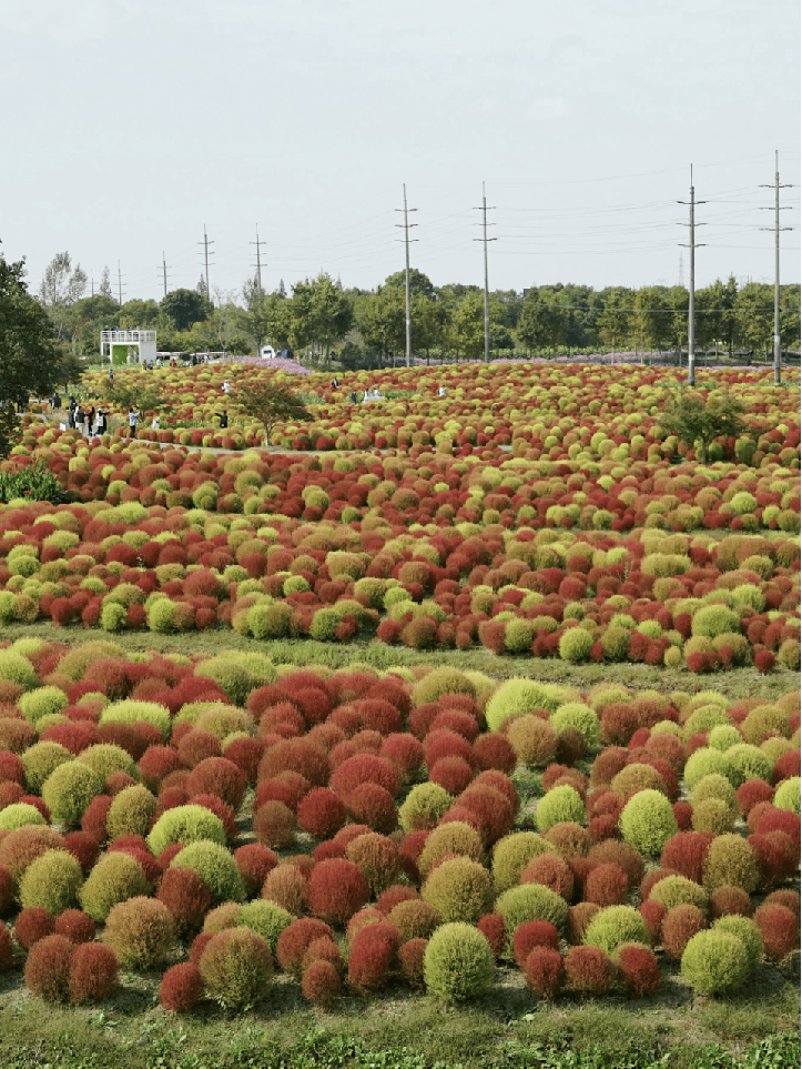 彩色:洒金柏,蓝冰柏,香松,黄金香柳,彩叶杞柳,黄金枸骨,水果兰,银姬小