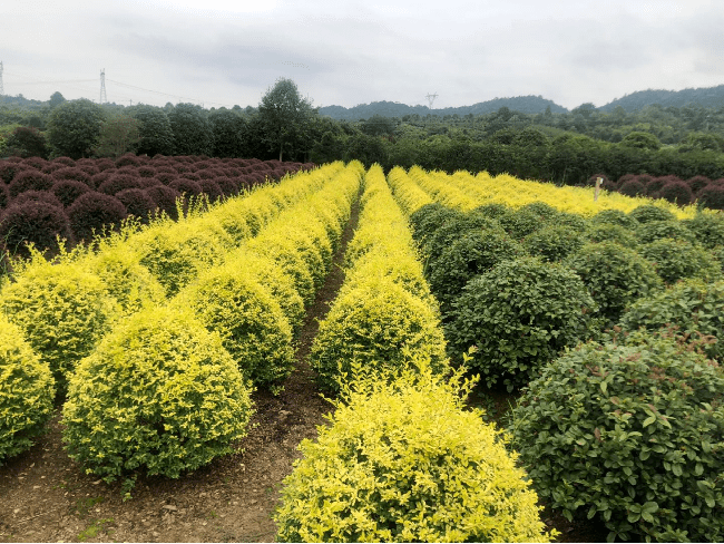彩色:洒金柏,蓝冰柏,香松,黄金香柳,彩叶杞柳,黄金枸骨,水果兰,银姬小