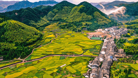 文成桂山乡精雕细琢,三色绘就"稻香竹海"新画卷_改造_景观_环境优美