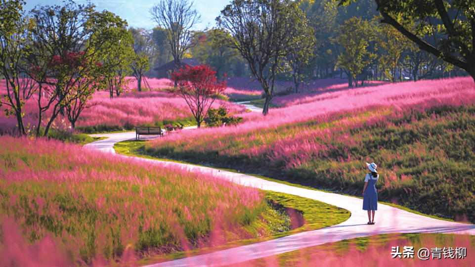 想要打造美丽景观?学习粉黛乱子草的种植养护技巧吧!_公园_进行_花海
