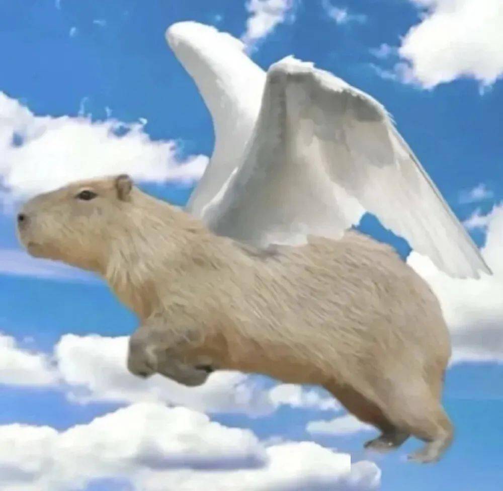 卡皮巴拉卡皮巴拉~卡皮巴拉~精神稳定の水豚表情包话不多说 速速接住