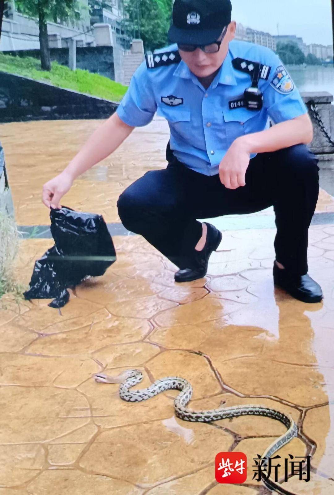 宠物医院闯进新宠物民警化身捕蛇达人