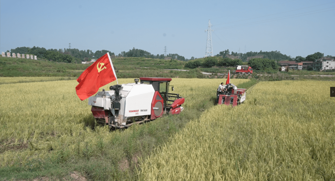 资中县公民镇:稻浪飘香 机械化收割助农增收_水稻_种植_大井村