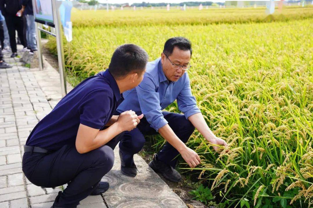 龙盾1614品种简介图片