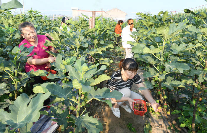 遊人一邊採摘無花果,一邊欣賞田園風光▲在無花果園搭建防鳥網