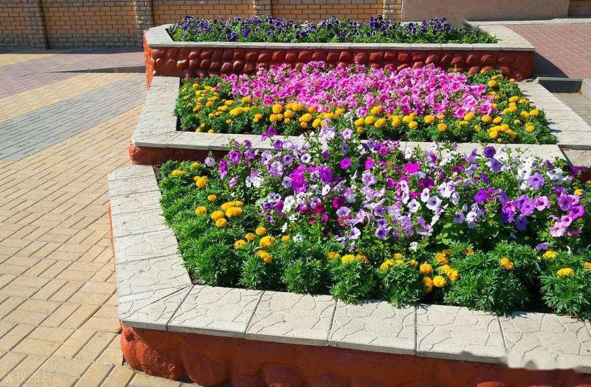 花坛用草花宜选择株形整齐,具有多花性,开花齐整而花期长,花色鲜明