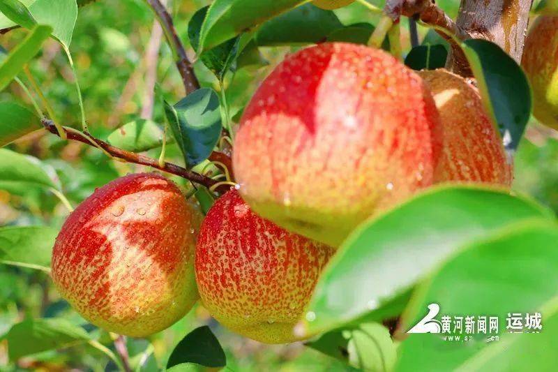 各县动态 | 盐湖:龙居红香酥梨怎一个美字了得_运城市_多汁_农村